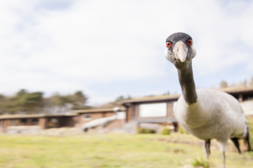 Eurasian crane staring MUST CREDIT Kaleel Zibe extended LR.jpg